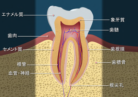 歯の断面図